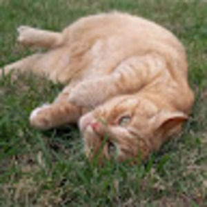 Meet your Posher, Nora